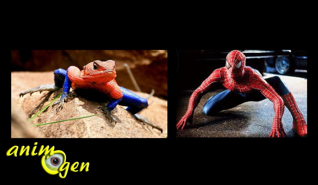 Le Lézard Spiderman, Agame des colons, Mwanza Agama, ou Agama mwanzae, un saurien digne des Comics
