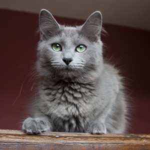 Le Nebelung, chat de la brume