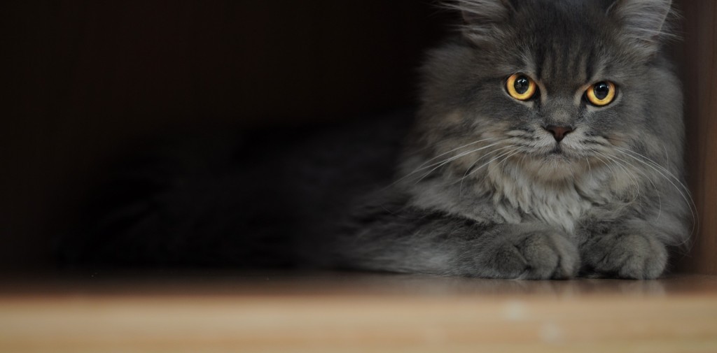 Le chat Persan, le raffinement et l'élégance en un seul chat