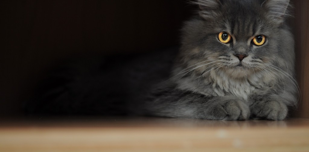 Le chat Persan, le raffinement et l'élégance en un seul chat