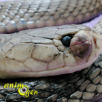 Santé : les abcès chez les reptiles (causes, symptômes et traitements)
