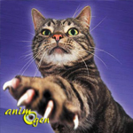Comportement : l'agressivité du chat envers l'Homme durant les caresses ou les jeux (causes, symptômes et solutions)