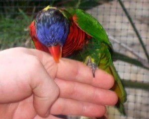 Peut-on vivre avec un animal agressif ?