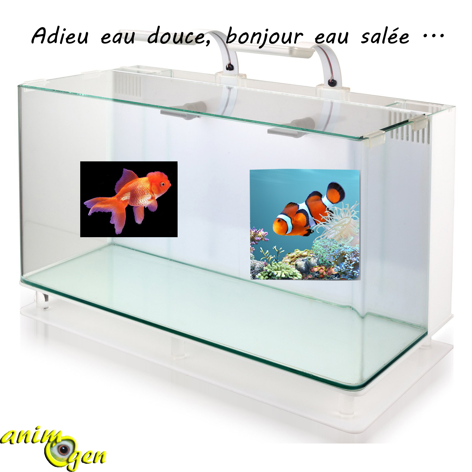 Livre Votre Aquarium : Eau Douce Eau De Mer - Gireg Allain - Bon état