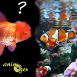 Aquariophilie : peut-on convertir un aquarium d'eau douce en bac récifal ?