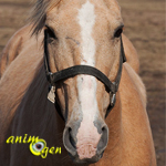 Reproduction et critères de sélection génétiques chez les chevaux : quelles sont les priorités ?