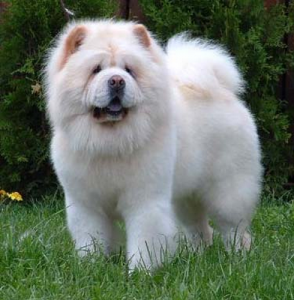 Le Chow chow, ou Choo, un chien au sourire bleu