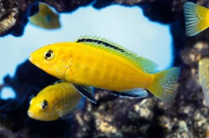 Labido jaune, Bouton d'or du Malawi, ou Labidochromis caerulus