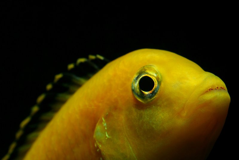 Labido jaune, Bouton d'or du Malawi, ou Labidochromis caerulus