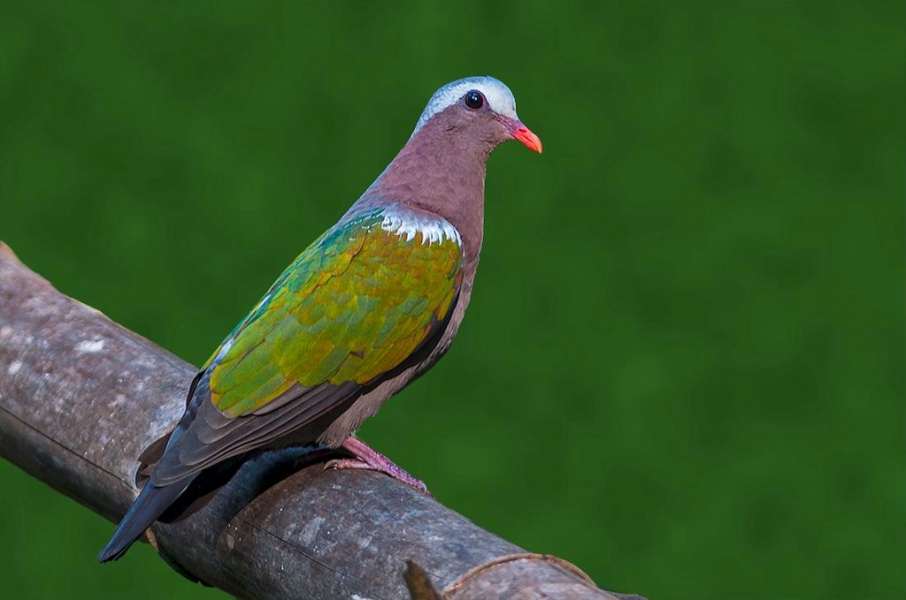 La colombe turvert, ou chalcophaps indica, l'oiseau aux ailes d'émeraude