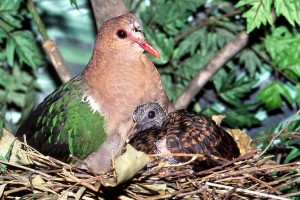 La colombe turvert, ou chalcophaps indica, l'oiseau aux ailes d'émeraude