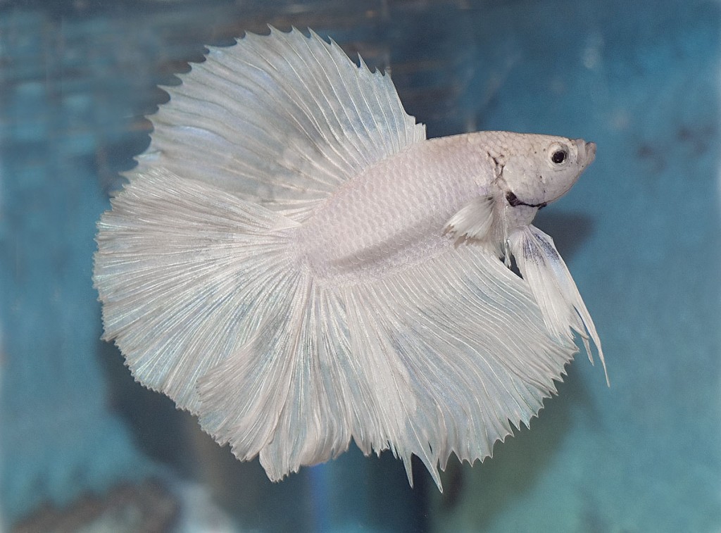 Le poisson Combattant, Combattant du Siam, ou Betta splendens, un chevalier soucieux de son territoire