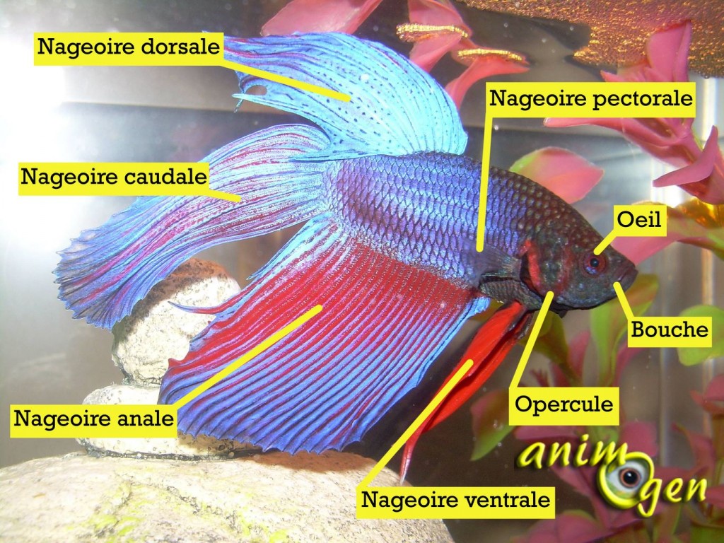 Le poisson Combattant, Combattant du Siam, ou Betta splendens, un chevalier d’eau douce soucieux