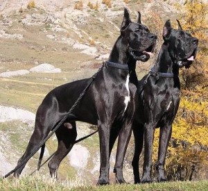 Le dogue Allemand, doux chien géant