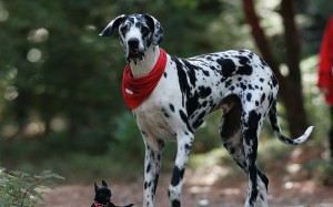 Le dogue Allemand, doux chien géant