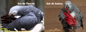 Gris du Timneh et gris du Gabon : quelles sont les différences de caractère et de comportement ?