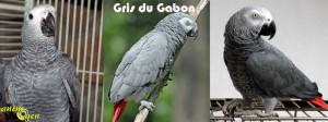 Gris du Timneh et gris du Gabon : quelles sont les différences de caractère et de comportement ?