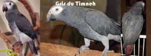 Gris du Timneh et gris du Gabon : quelles sont les différences de caractère et de comportement ?