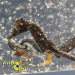 Aquariophilie marine : la reproduction des hippocampes (3 ème partie, l'alimentation des juvéniles)