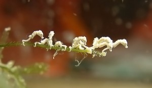 Aquariophilie marine : la reproduction des hippocampes (3 ème partie, l'alimentation des juvéniles)