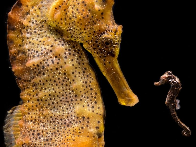 Aquariophilie marine : la reproduction des hippocampes (3 ème partie, l'alimentation des juvéniles)