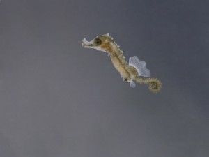 Aquariophilie marine : la reproduction des hippocampes (3 ème partie, l'alimentation des juvéniles)
