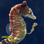 Aquariophilie marine : la reproduction des hippocampes (2 ème partie, le déroulement de la reproduction)