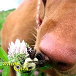 Santé : piqûres et morsures d’insectes chez le chien (symptômes et traitement)