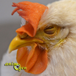 Santé : la jaunisse chez les poules et autres oiseaux de basse-cour (causes, symptômes, traitement)