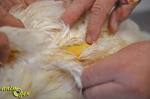 Santé : la jaunisse chez les poules et autres oiseaux de basse-cour (causes, symptômes, traitement)