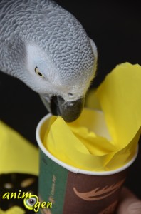 Jouet pour perroquet à fabriquer soi-même : le gobelet mille-feuille