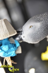 Jouet de foraging à fabriquer pour perruche et perroquet : coques en boîte à oeufs