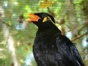 Le mainate religieux, ou Gracula religiosa, un oiseau parleur inégalable