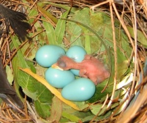 Le mainate religieux, ou Gracula religiosa, un oiseau parleur inégalable