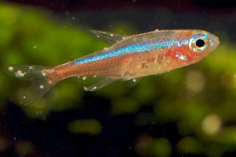Santé la maladie des points blancs, ou Ichthyophthirius multifiliis, chez les poissons d’eau