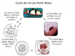 Santé : la maladie des points blancs, ou Ichthyophthirius multifiliis, chez les poissons d'eau douce (causes, symptômes, traitement)