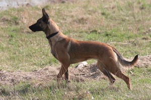 Education, comportement : le malinois est-il un chien comme les autres ?