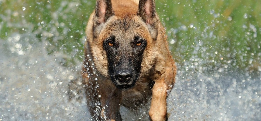 Education, comportement : le malinois est-il un chien comme les autres ?