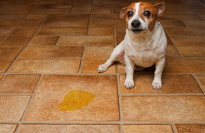 Trouble du comportement : la malpropreté chez le chien causes et solutions