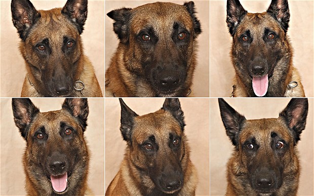 Langage corporel canin : comment interpréter la position des oreilles de nos chiens ?