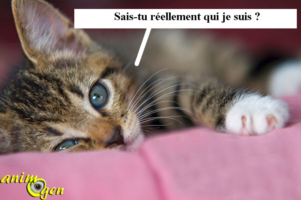 Comportement : les chats ont-ils une personnalité propre ?