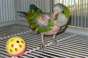 Comportement et santé : les origines neurologiques du picage des perroquets à l'étude