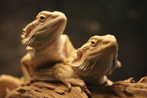 La reproduction chez le Pogona Vitticeps, dragon barbu ou agame barbu 