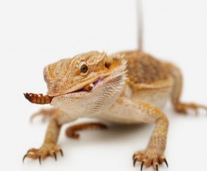 Le Pogona vitticeps, dragon barbu ou agame barbu (mode de vie, maintien, reproduction)