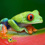 La rainette aux yeux rouges, ou Agalychnis callidryas, une grenouille haute en couleurs