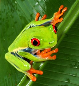 La rainette aux yeux rouges, ou Agalychnis callidryas, une grenouille haute en couleurs