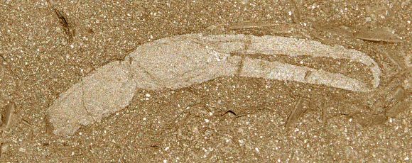 Entomologie : le fossile d'une nouvelle espèce de scorpion découvert en Afrique du Sud