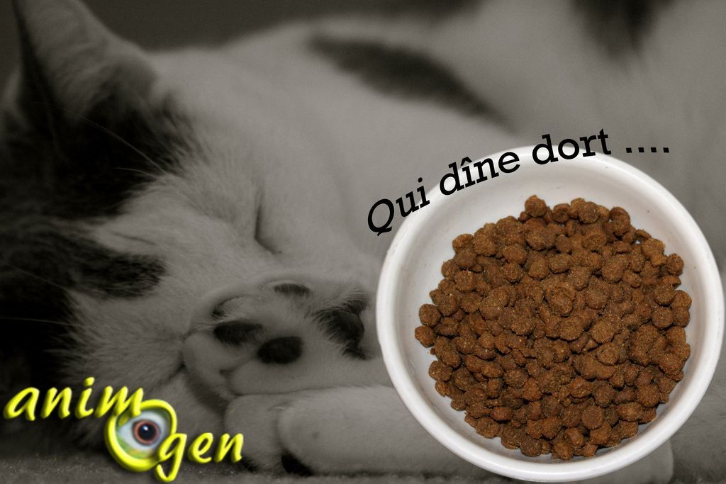 Les effets de l'alimentation sur le sommeil du chat