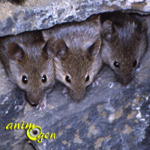 Comportement : observer les souris sauvages pour comprendre celles de compagnie
