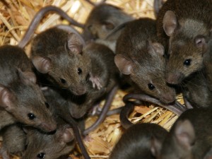 Comportement : observer les souris sauvages pour comprendre celles de compagnie